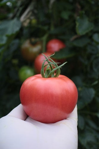 Tomāti 'Pink Deli' f1