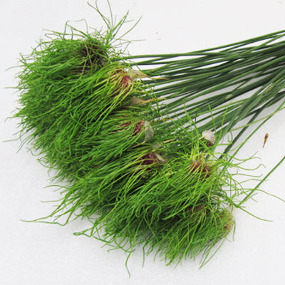 Dekoratīvis sīpols 'Hair'