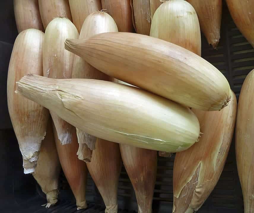 Sīpoli 'Tosca'