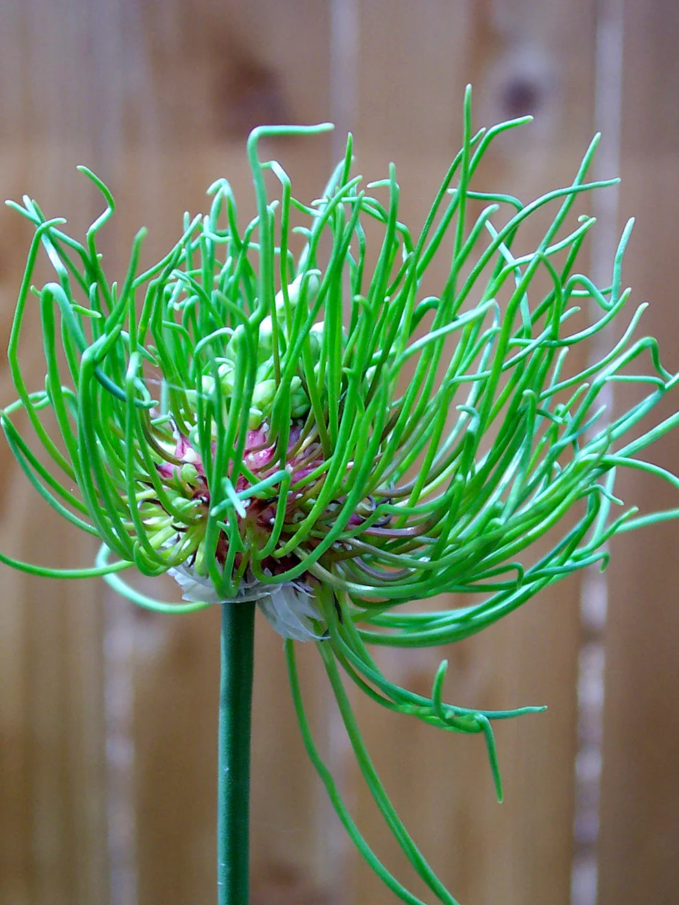 Dekoratīvis sīpols 'Hair'