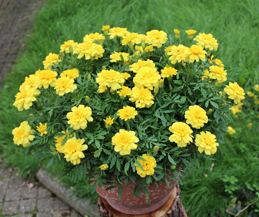 Samtenes zemās 'Alumia Vanilla Cream'
