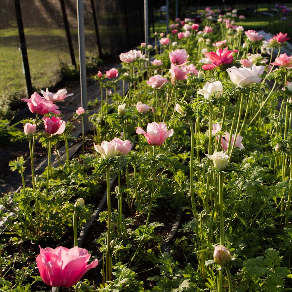 Anemone coronaria LEVANTE®-Rosa