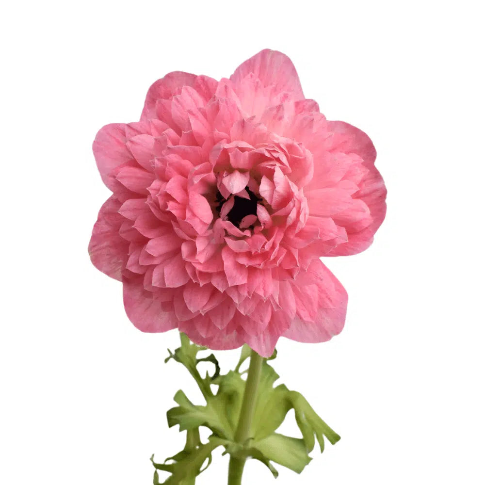 Anemone coronaria LEVANTE®-Rosa