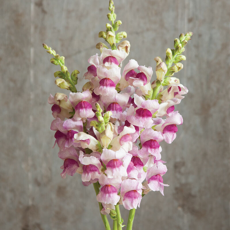 Lauvmutīte 'Potomac Plumblossom'