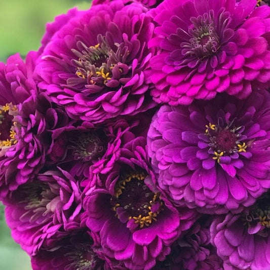 Cinnijas Benary's Giant Deep Purple'