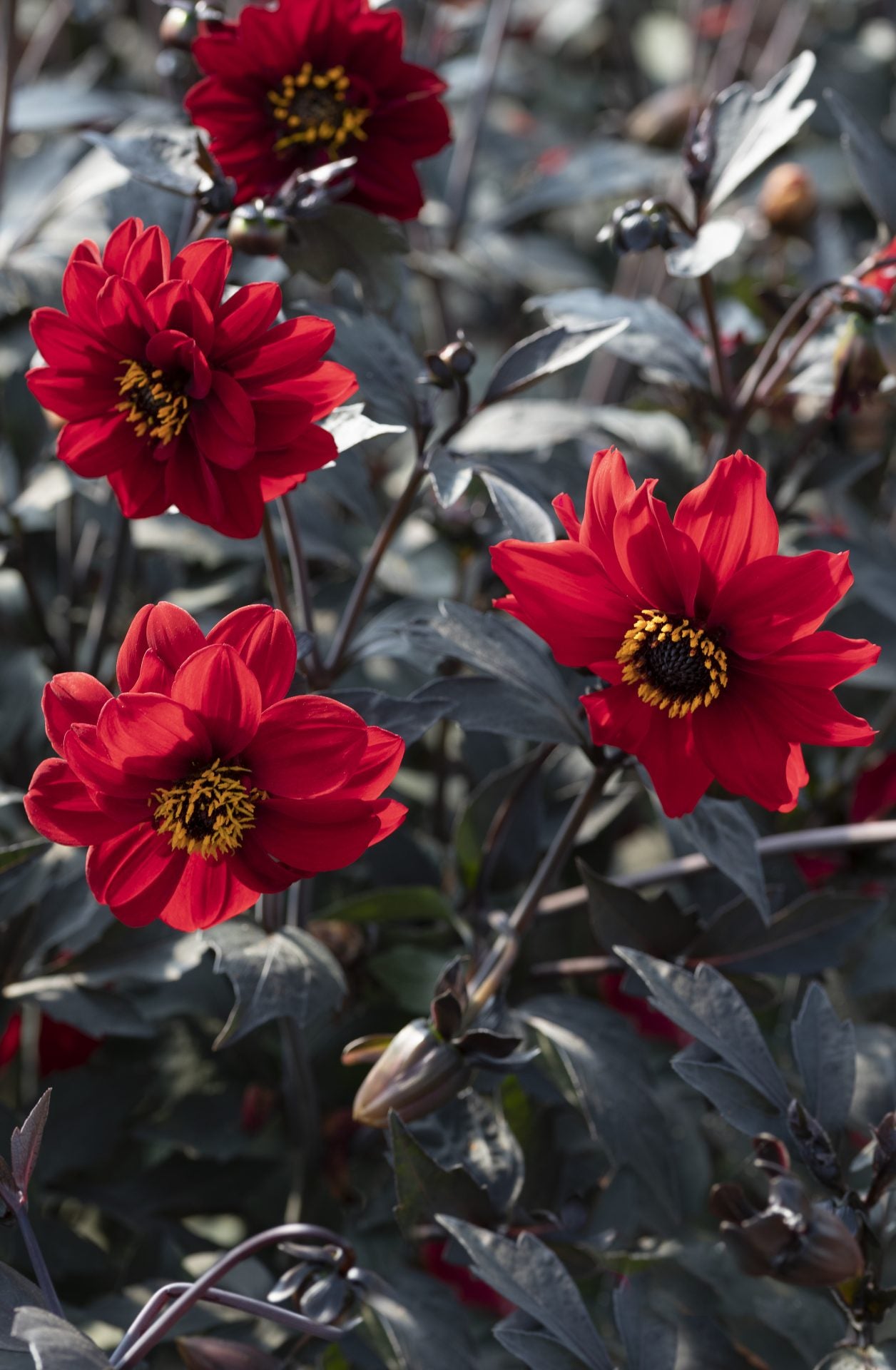 Dālija 'Black Forest Ruby' viengadīgā