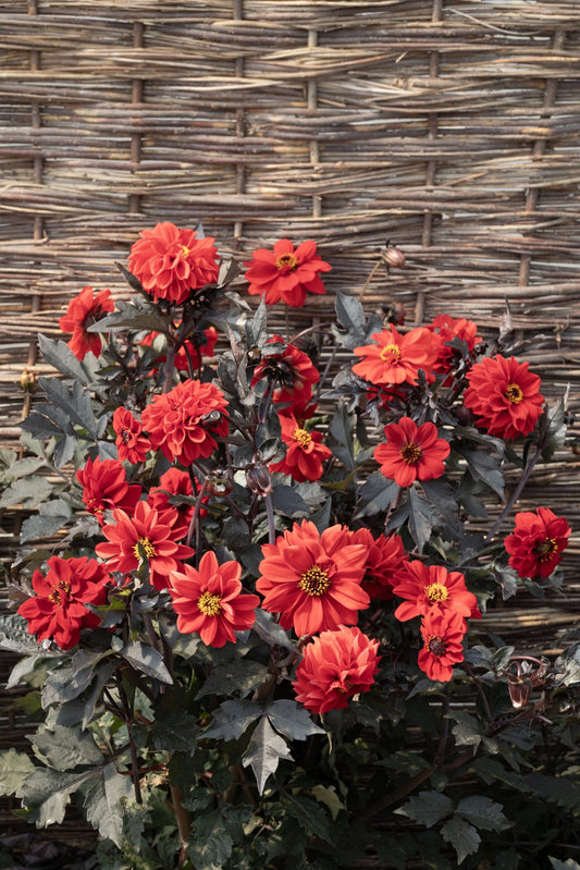 Dālija 'Black Forest Ruby' viengadīgā