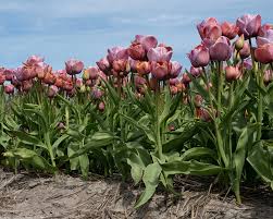 Daudzziedu tulpes 'Blue Heaven'