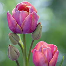 Daudzziedu tulpes 'Blue Heaven'