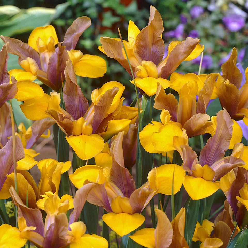 Īris hollandica 'Bronze Beauty'