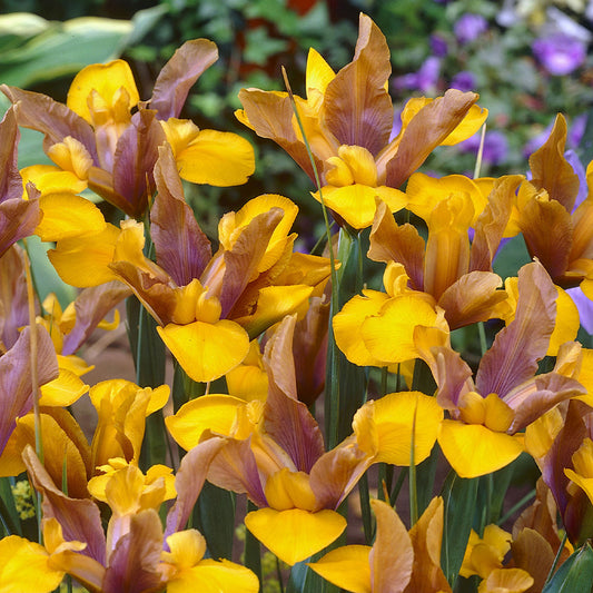Īris hollandica 'Bronze Beauty'