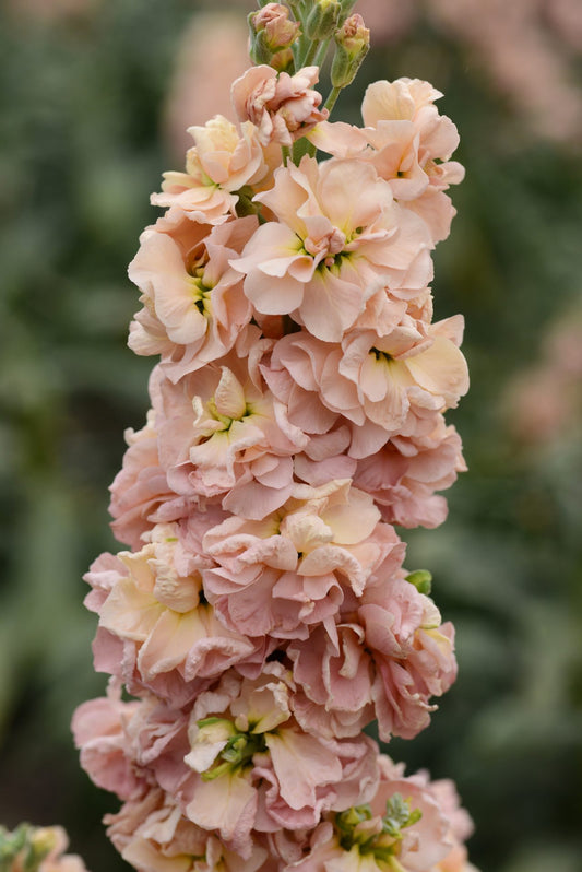 Lefkoja 'Column Apricot'