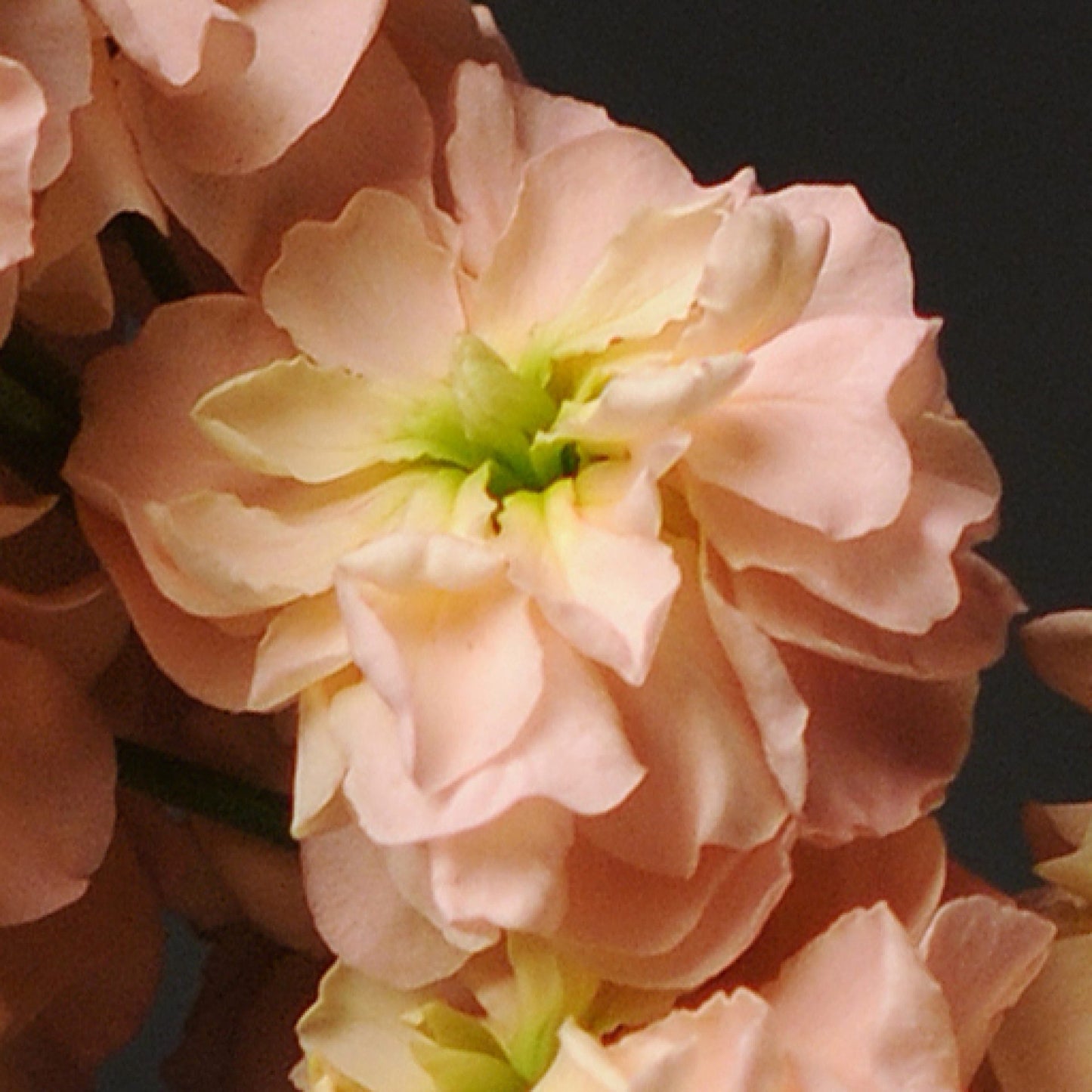 Lefkoja 'Column Apricot'