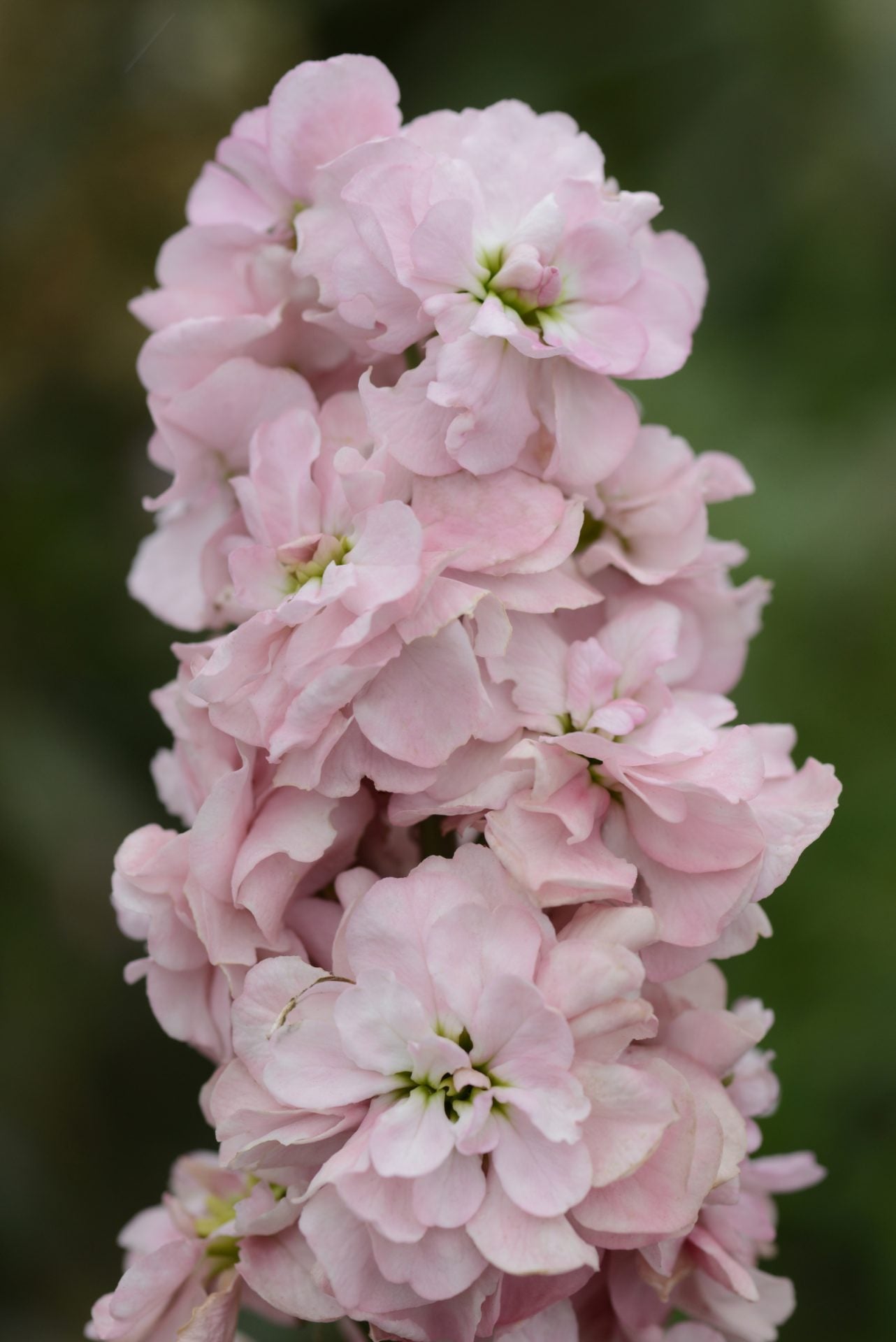 Lefkoja 'Column Appleblossom'