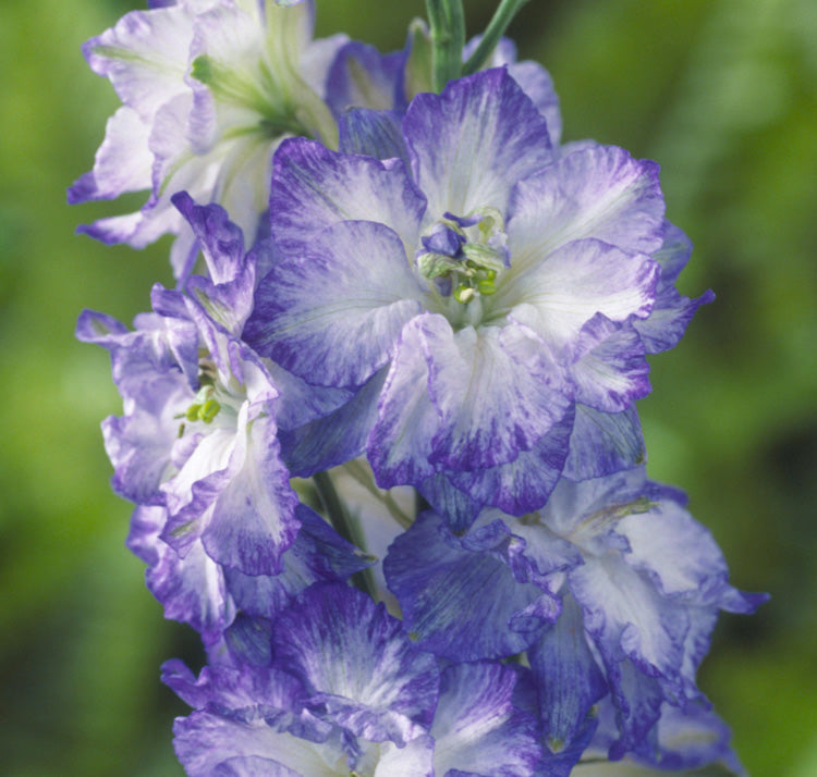 Delfīnija 'Brisbane White Blue Edge'