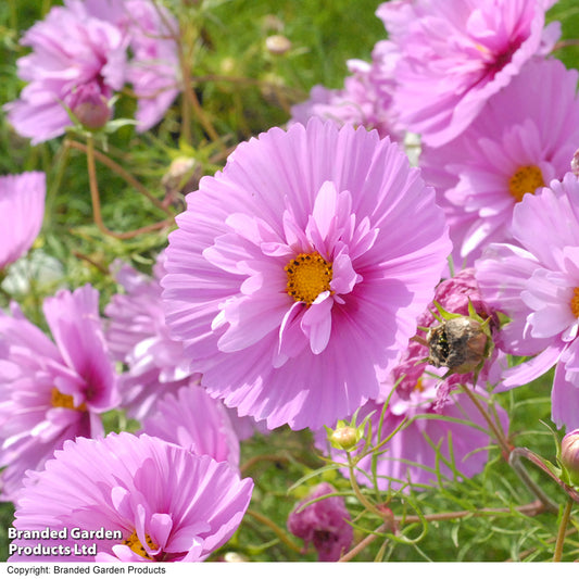 Kosmeja 'Cupcakes Sakura'