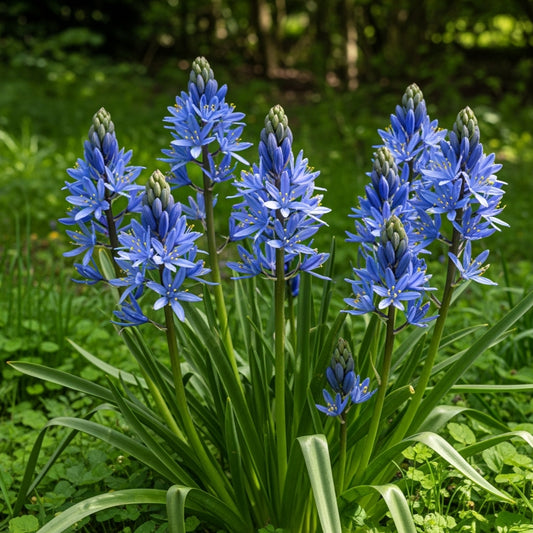 Kamasija 'Caerulea'