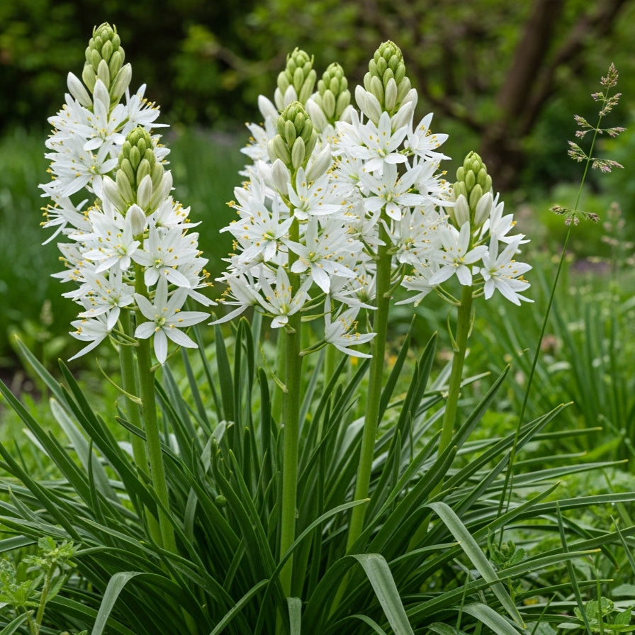 Kamasija 'Alba'