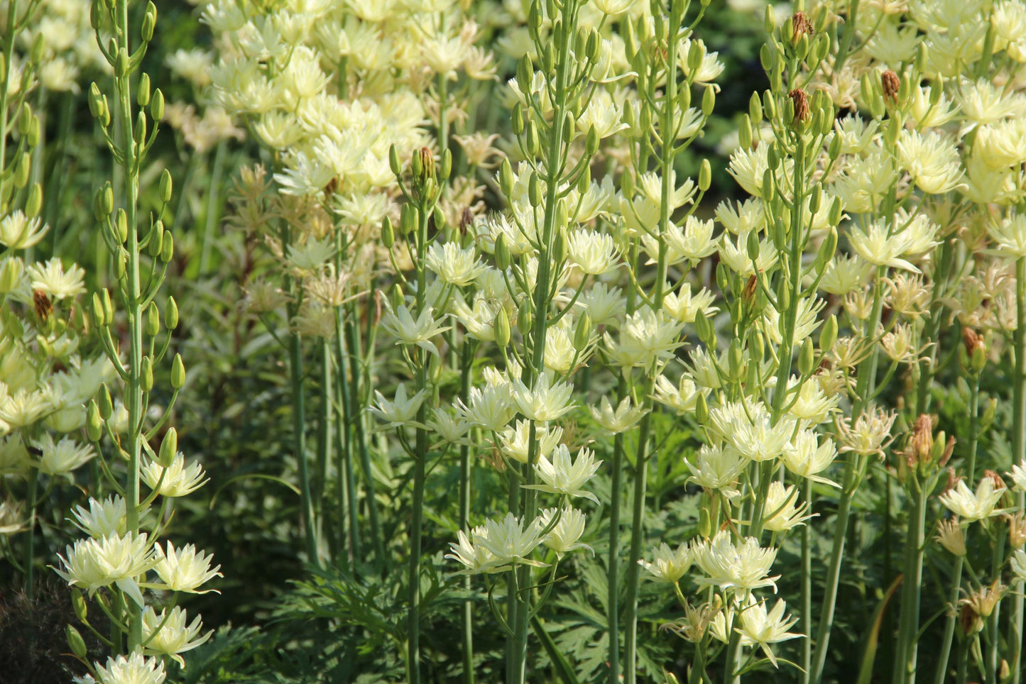 Camassia leichtlinii 'Semiplena' - kāmāsija pildītiem ziediem