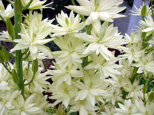 Kamasija 'Alba'