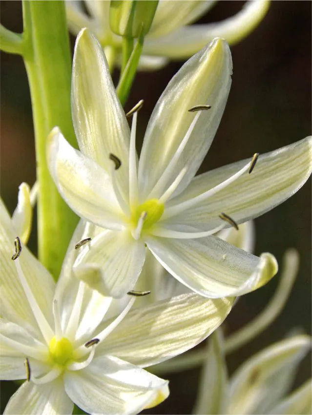 Kamasija 'Alba'
