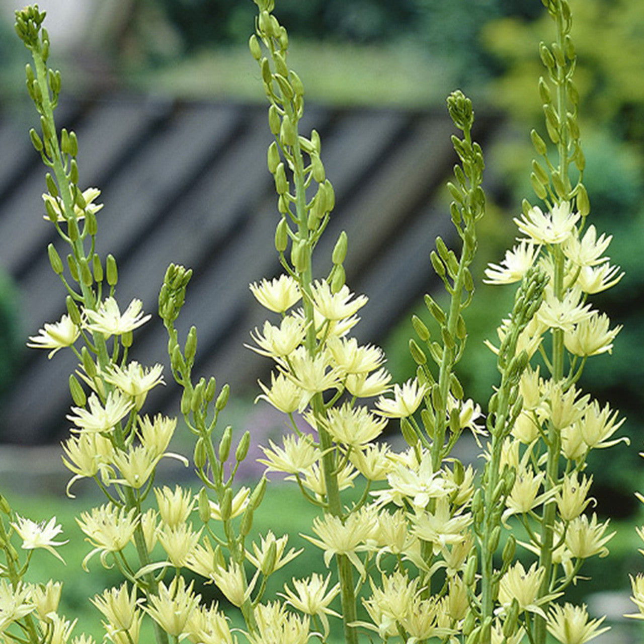 Camassia leichtlinii 'Semiplena' - kāmāsija pildītiem ziediem