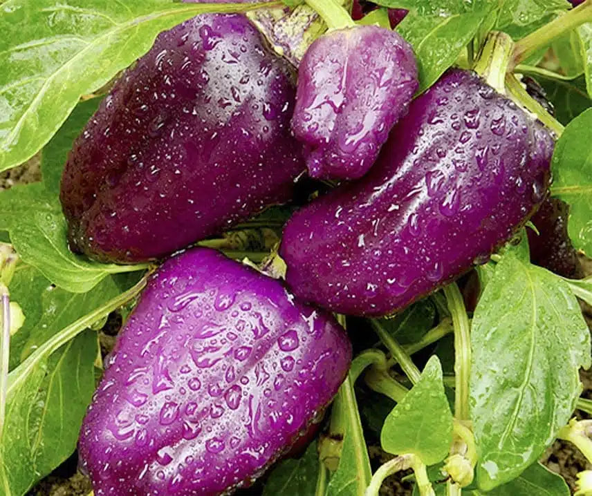 Paprika 'Oda'