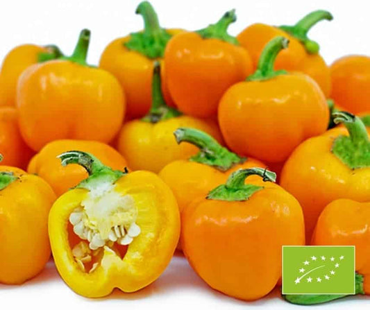 Paprika Sweet Julie BIO JAUNUMS!!!