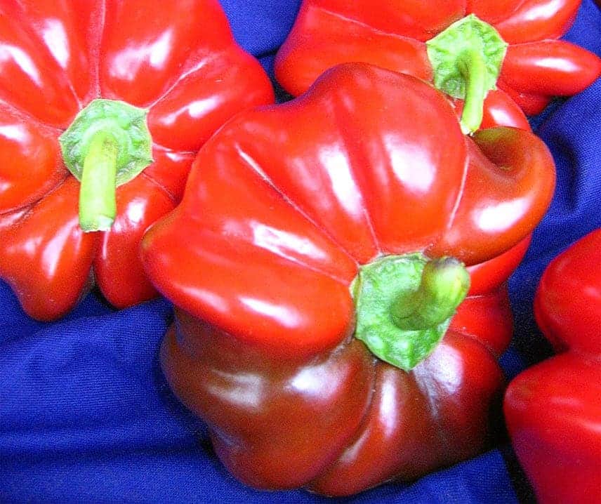 Paprika Szuszanna JAUNUMS!!!