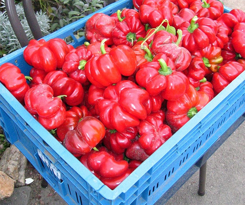 Paprika Szuszanna JAUNUMS!!!