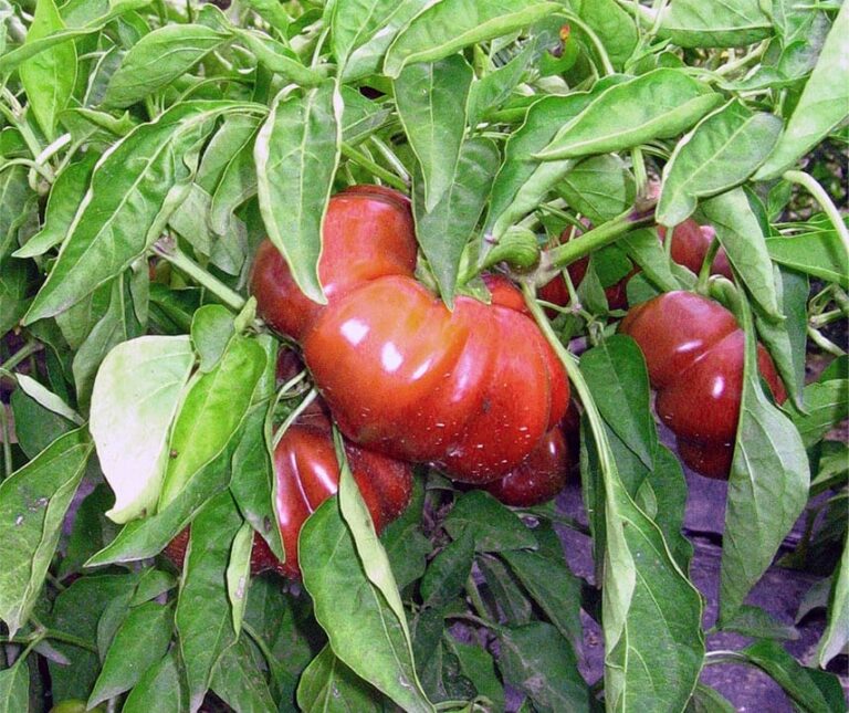 Paprika Szuszanna JAUNUMS!!!