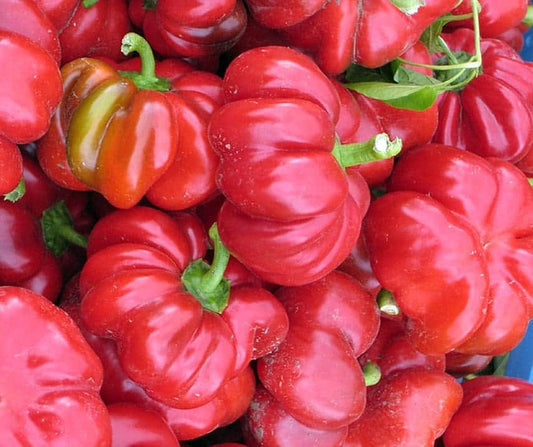 Paprika Szuszanna JAUNUMS!!!