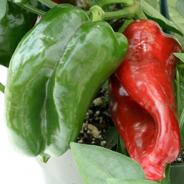 Nokarenā paprika 'Red Skin'