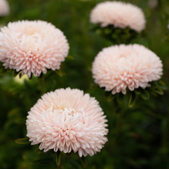 Asteres 'Lady Coral Chamois'
