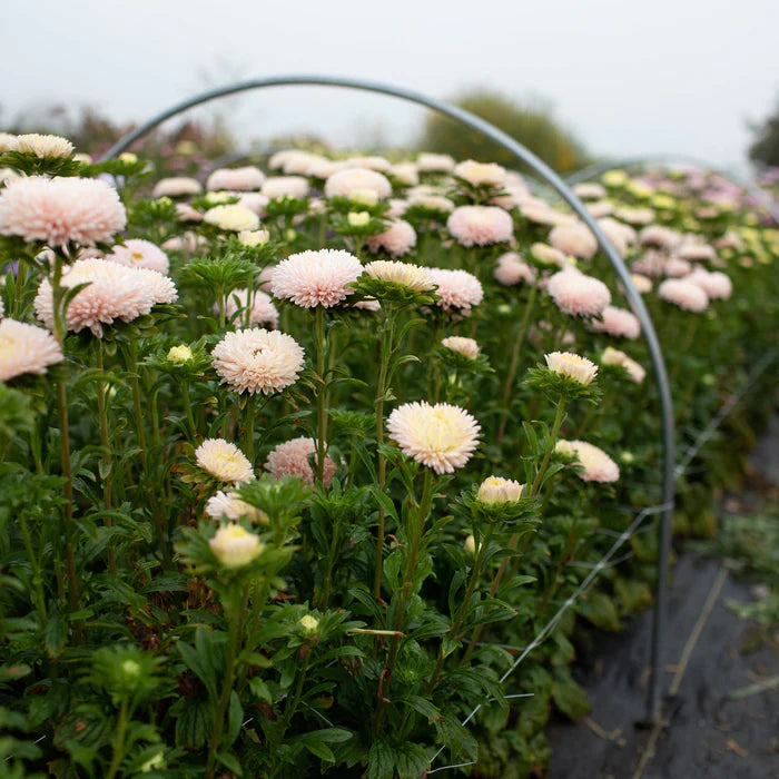 Asteres 'Lady Coral Chamois'