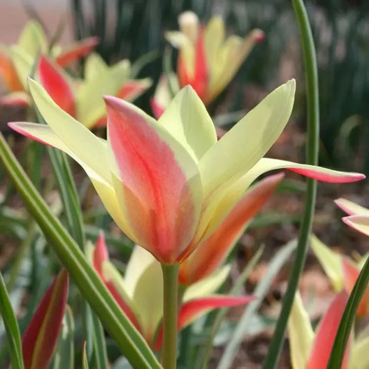 Tulpes clusiana 'Cynthia'