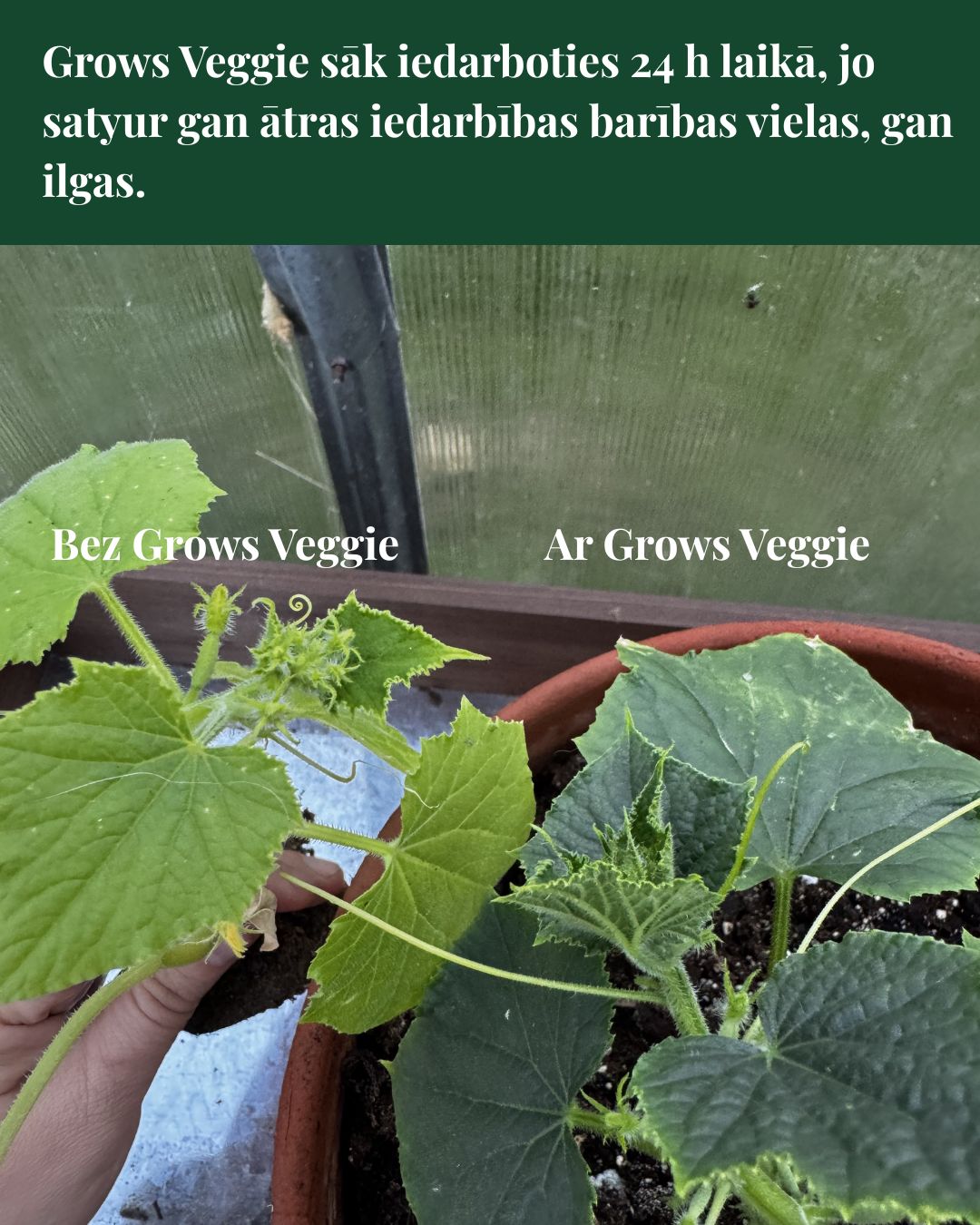 Koncentrēts augsnes uzlabotājs GROW's VEGGIE - dārzeņu audzēšanai siltumnīcām un dobēm