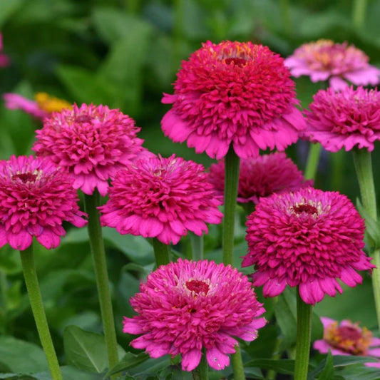 Cinnija 'Cresto Violet'