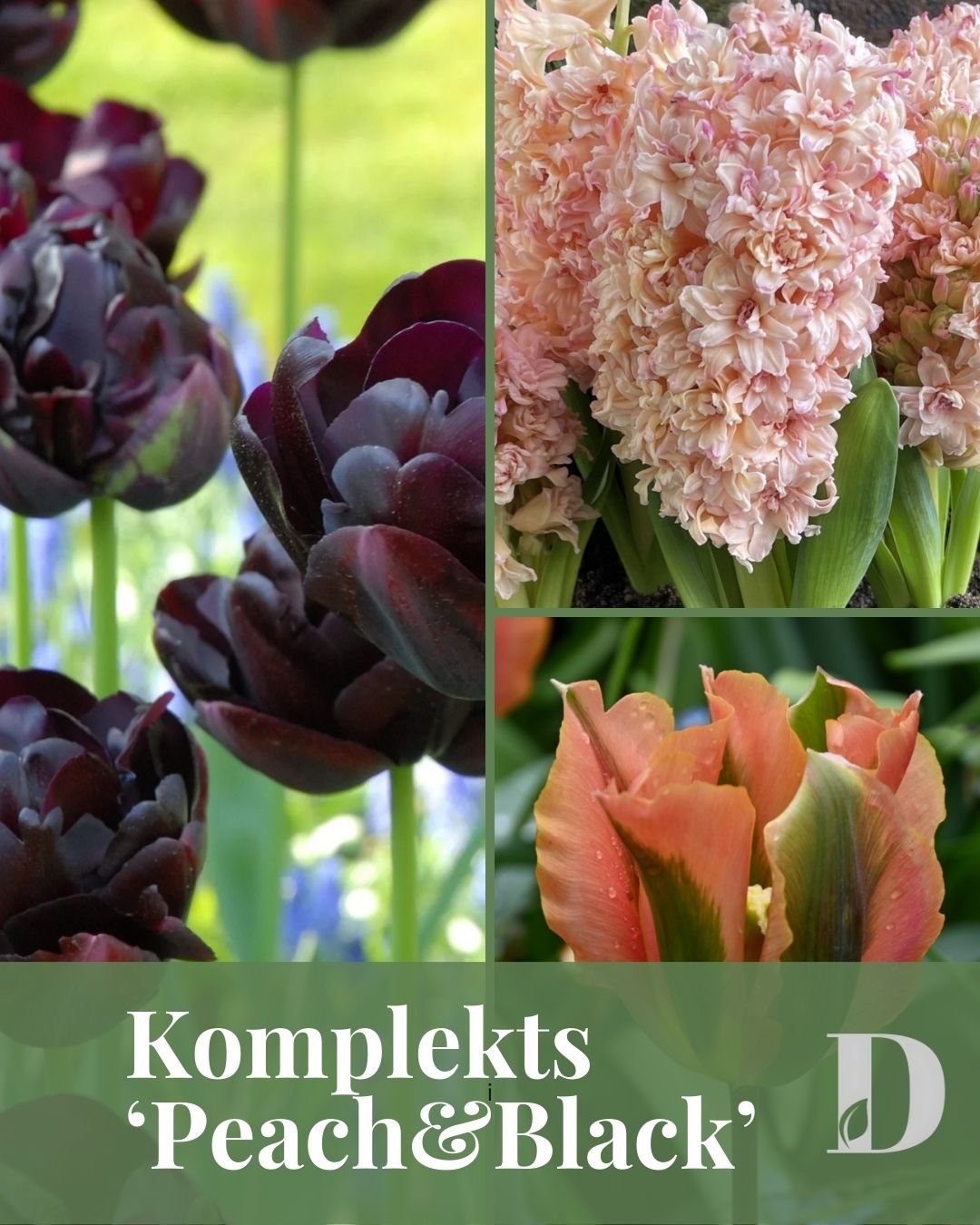 Sīpolpuķu komplekts ar mēslojumu 'Peach&Black'