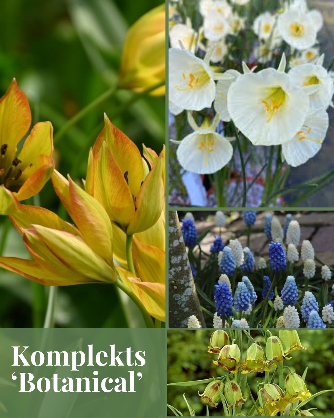Sīpolpuķu komplekts ar mēslojumu 'Botanical'