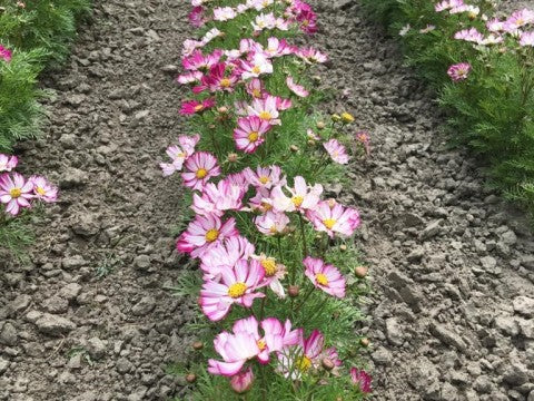Kosmeja 'Dwarf Purple Picotee'