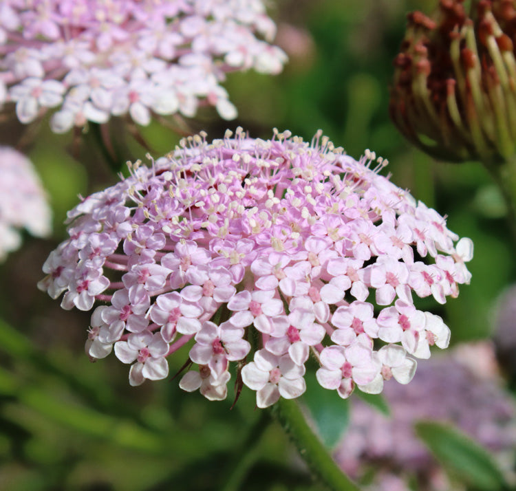 Didisks "Lace pink"