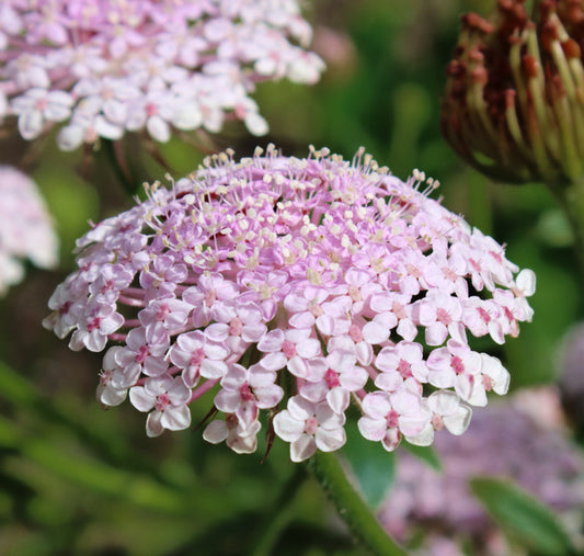 Didisks "Lace pink"