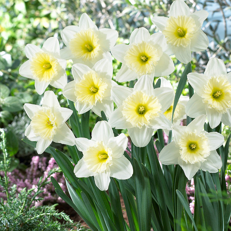 Narcises 'Ice Follies Family mix'