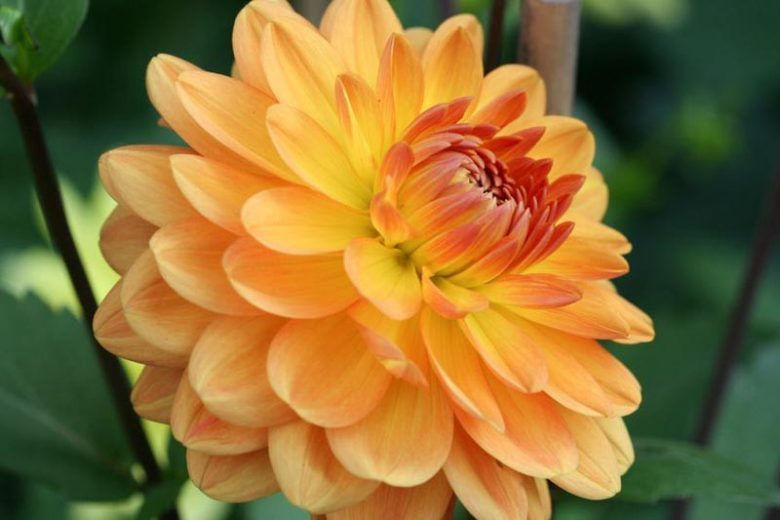 Dālija 'Karma Gold'
