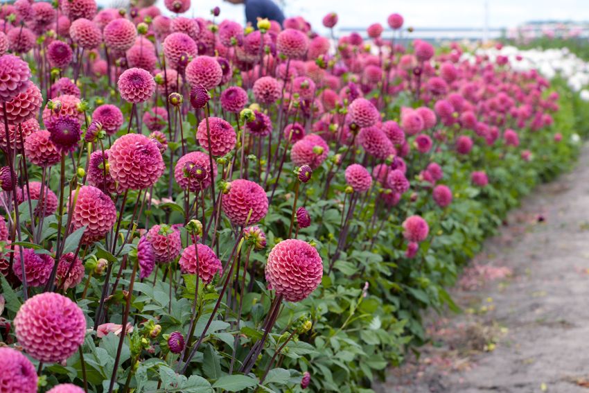 Dālija 'Cranberry Classic'