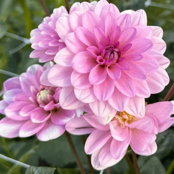 Dālija 'Pink Perception'
