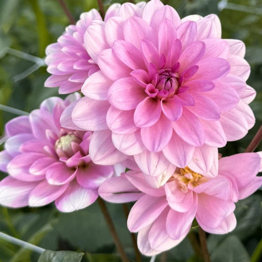 Dālija 'Pink Perception'