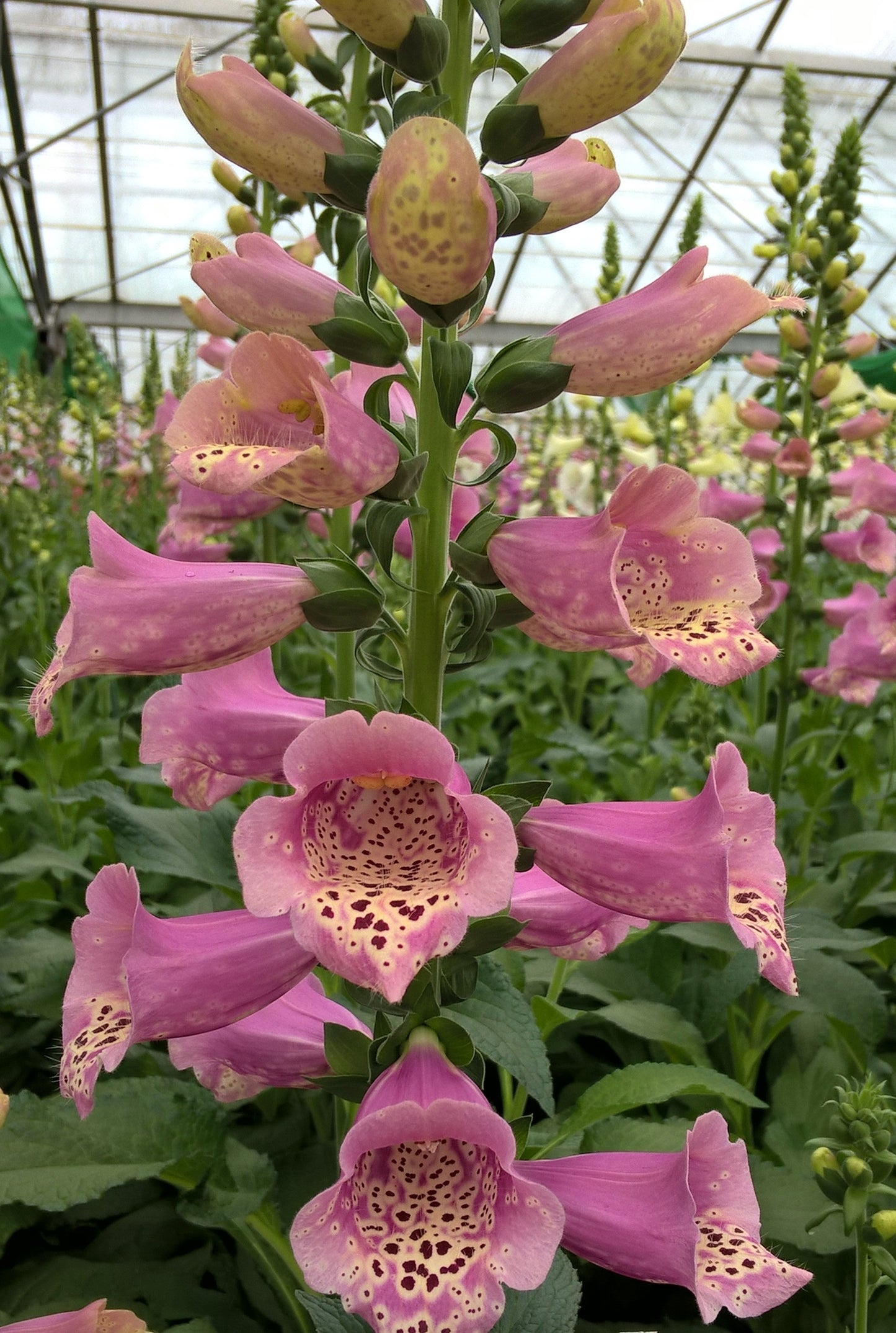 Uzpirkstīte 'Warm Rose'