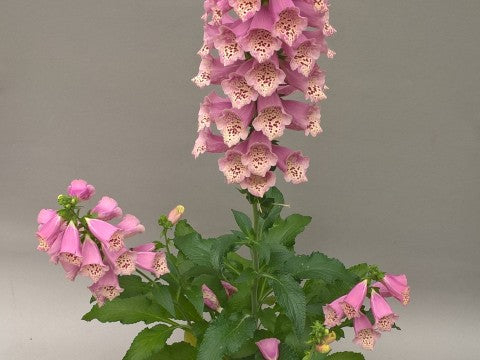 Uzpirkstīte 'Warm Rose'